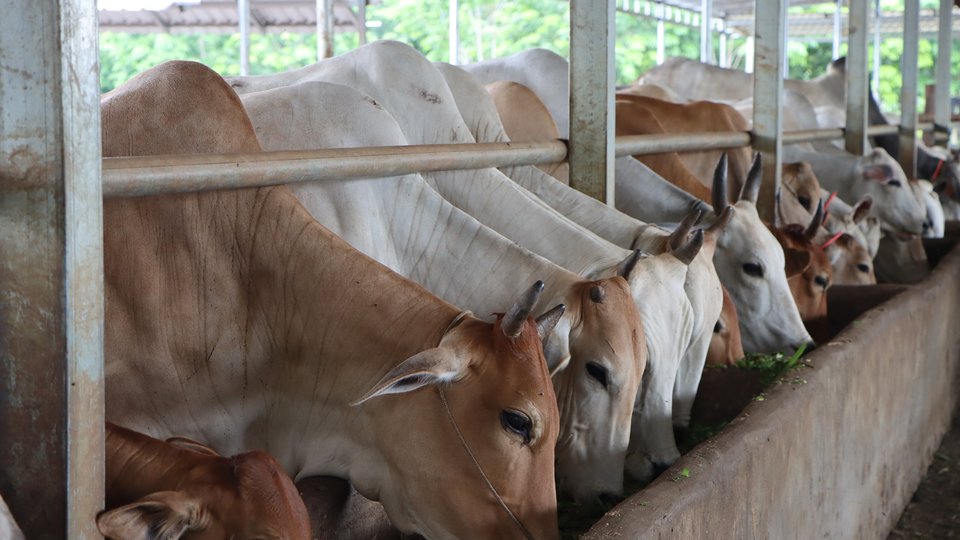 ក្រសួង​​កសិកម្ម និង​វិស័យ​​ឯ​កជន ចុះMOU បង្កាត់​ពូជ គោ​សិប្បនិម្មិត​លើកស្ទួយ​​វិស័យ​​កសិកម្ម